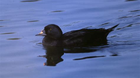 Common scoter | The Wildlife Trusts