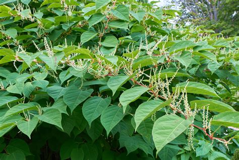 What is Japanese Knotweed? | Directree