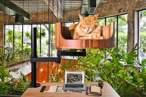 Why Does My Cat Trill So Much? Understanding the Behavior – Desk Cat Nest