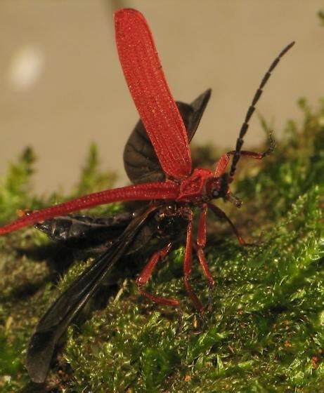 Dictyopterus? - Dictyoptera simplicipes - BugGuide.Net