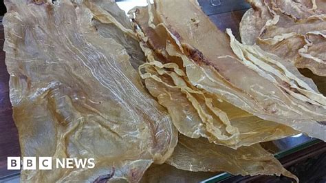 China accuses 11 of smuggling totoaba swim fish bladder