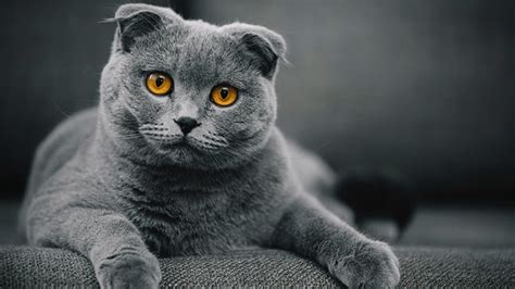 Scottish Fold Cat Wallpapers Images Photos Pictures Backgrounds