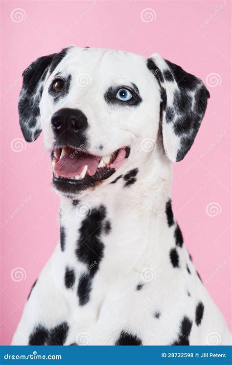 Portrait of Blue-eyed Dalmatian Stock Photo - Image of beauty, pets ...