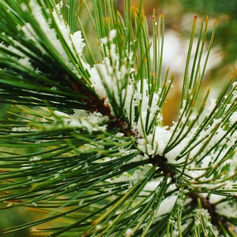 So how do Christmas trees smell like? If it's a pine tree then it would smell of pine needles ...