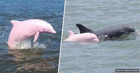 Very Rare Pink River Dolphin Gives Birth To A Pink Baby Calf