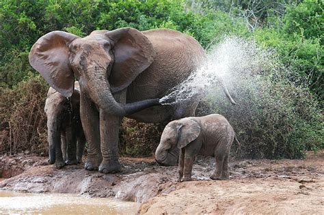 HD wallpaper: gray elephant, elephants, bathing, female, elephant ...