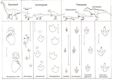 Dinosaur Footprints - Cliparts.co