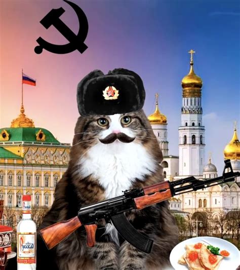 Soviet Union, Raccoon, Cat Art, Memes, Russia, Aesthetics, Icons, Kitty ...