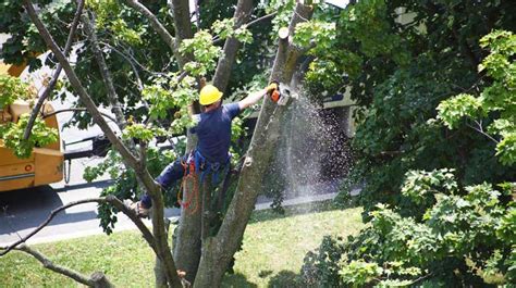 How To Remove Moss From Trees? Complete Detail