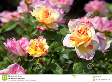 Pink and Yellow Roses stock image. Image of closeup, rose - 30341813