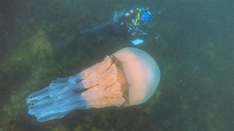 ‘An incredible moment’: Giant jellyfish captured on camera swimming with diver off Cornwall ...