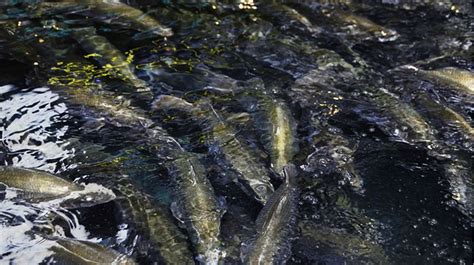 Virginia Tech Ichthyology Class : Sustainable Barramundi Fish Farming, by Clay Ferguson