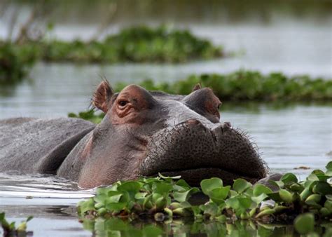 Lake Baringo | Sundowner Wildlife Holidays