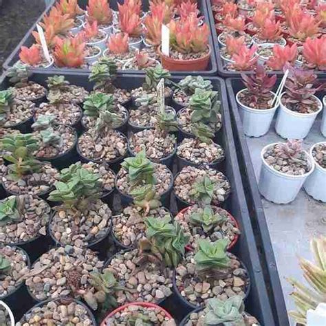 succulent plants - Australian Desert Blooms