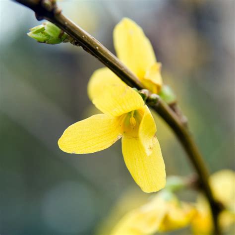 Forsythia Shrub/Hedge – Green Thumbs Garden