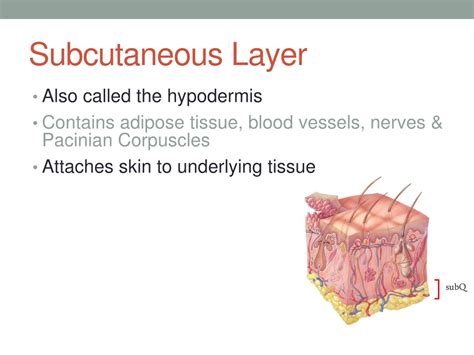 PPT - INTEGUMENTARY SYSTEM PowerPoint Presentation, free download - ID:308036