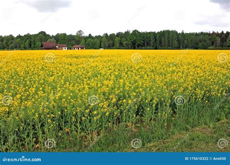 Field of rapeseed stock photo. Image of herb, seed, yellow - 175610322