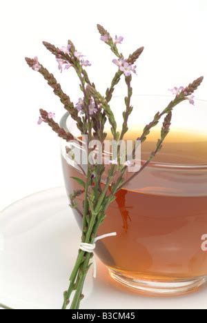 medicinal tea made of Vervain holy herb Verbena officinalis Verbena ...