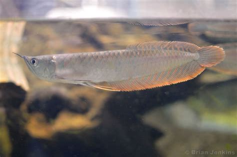 Silver arowana | Oscar fish, Aquarium fish, Dragon fish