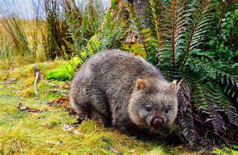 7 Interesting facts about wombats — Woofpurnay Veterinary Hospital | Professional compassionate ...