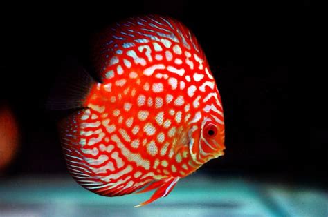 Premium Photo | Discus fish in aquarium