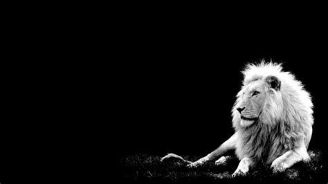 Wallpaper Black HD - Live Wallpaper HD | Lion hd wallpaper, Lion ...