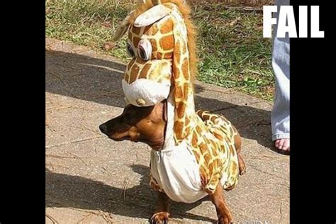 Cute Funny Animalz: Funny Animals Fails New Images 2012