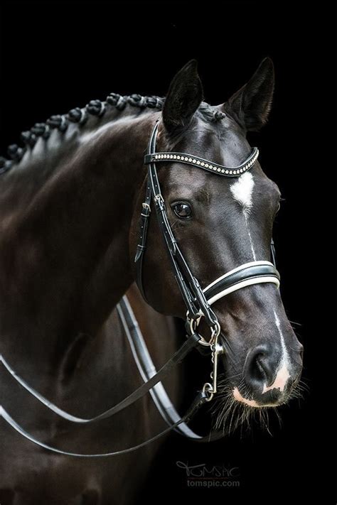 A gorgeous horse wearing a double bridle, with plaits and a dark background. | Horses, Dressage ...