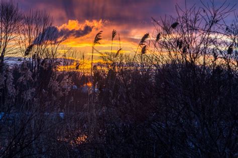 Sunrise in the woods | Smithsonian Photo Contest | Smithsonian Magazine