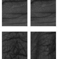 Sample knuckle images from database-two knuckle images per person ...