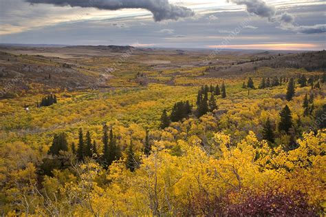 Montana Fall Foliage - Stock Image - C003/8338 - Science Photo Library