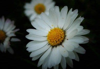 Daisy Flower Symbolism and Meaning | The Spirit of Daisy | Daisy flower, Magical herbs, Daisy image