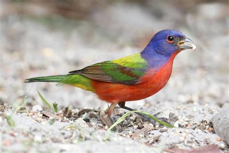 Birds In Minnesota: 25 Species In This Rural State