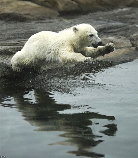 1 of 3 new polar bear cubs makes public debut at Ohio zoo | Daily Mail Online