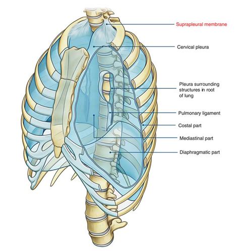 Pin on Respiratory System