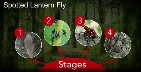 Spotted Lanternfly » Plant Health Solutions