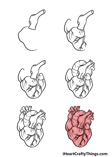 Human Heart Drawing - How To Draw A Human Heart Step By Step (2023)