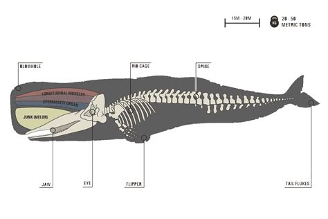 Sperm whale information – Telegraph