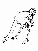 Free Printable Ostrich Coloring Pages For Kids sketch template
