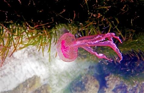 Premium Photo | Mauve stinger purple jellyfish - pelagia noctiluca