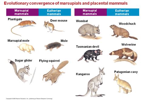 Marsupials