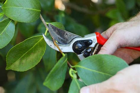 The Complete Guide to Pruning Your Camellia Plants - The Arches