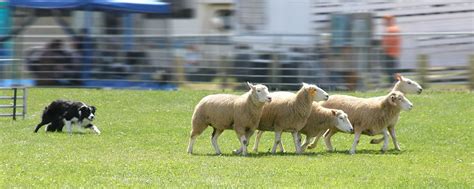 Sheepdog trials – South Meadows