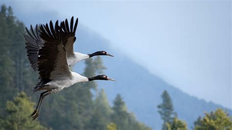 Population of black-necked crane goes up in NW China - CGTN