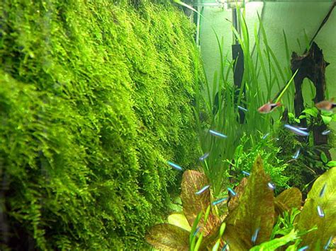 Christmas moss | Dense moss | Buy Christmas Moss | Live aquarium moss | Make Moss wall ...