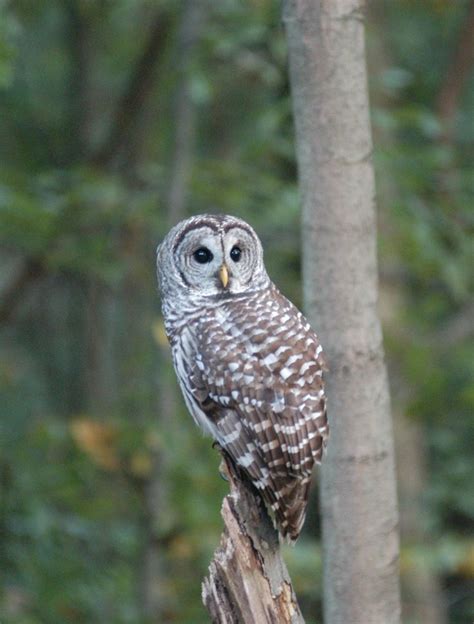 Ohio Bird Photo Collection: Barred Owl Face On | Owl pictures, Owl, Ohio birds