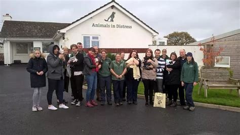 Litter of puppies left for dead in Torquay go to their new homes ...