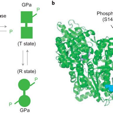 Structure of bovine glutamate dehydrogenase (PDB 1HWZ) a, Hexameric GDH ...