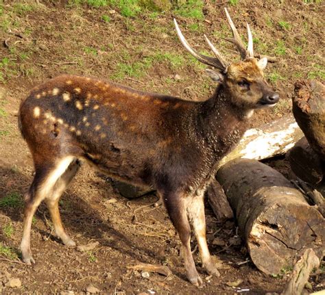 Visayan spotted deer, Philippine spotted deer (Rusa alfredi); DISPLAY FULL IMAGE.