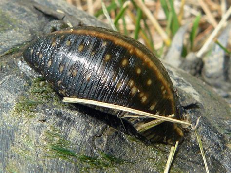 Leech, Class: Hirudinea | Don't know what species of leech, … | Flickr ...